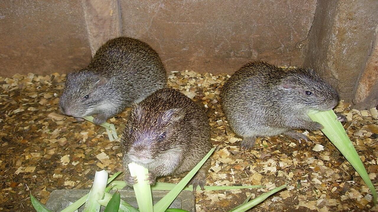 Three grasscutters feeding on leafy stalks in an enclosure